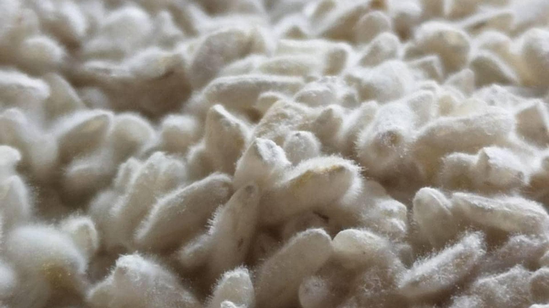 Koji: cos’è, a cosa serve e perché è importante in cucina Koji: cos’è, a cosa serve e perché è importante in cucina