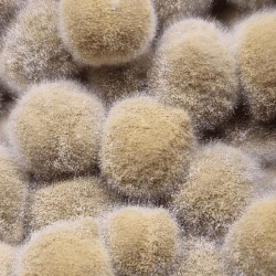 Koji Alchimia del koji, garum on line