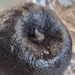 Webina verdure fermentate 27 Luglio 2025 Webina verdure fermentate 27 Luglio 2025