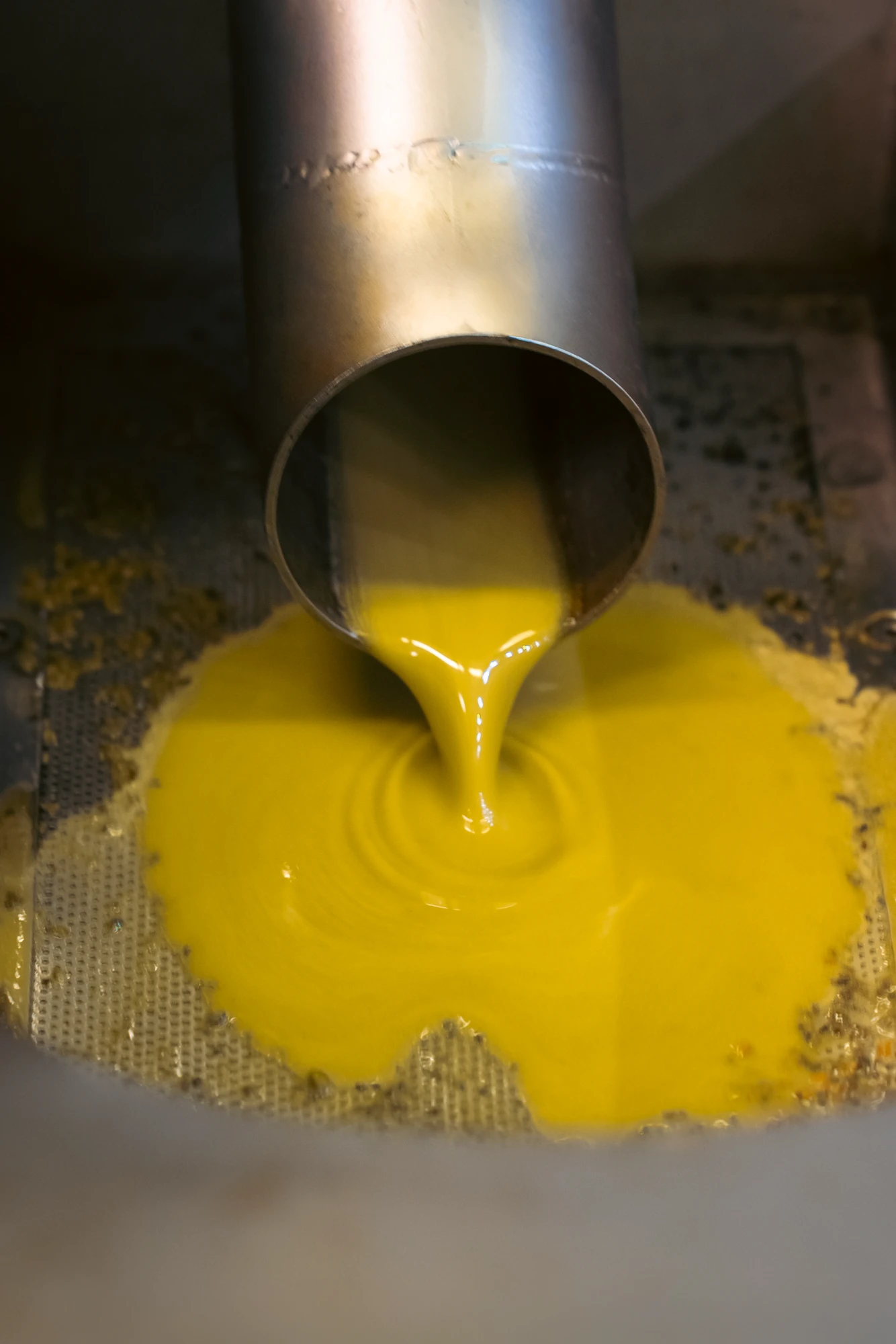 Estrazione dell'olio dalle olive che scende a cascata in una vasca con altre olive Estrazione dell'olio dalle olive che scende a cascata in una vasca con altre olive