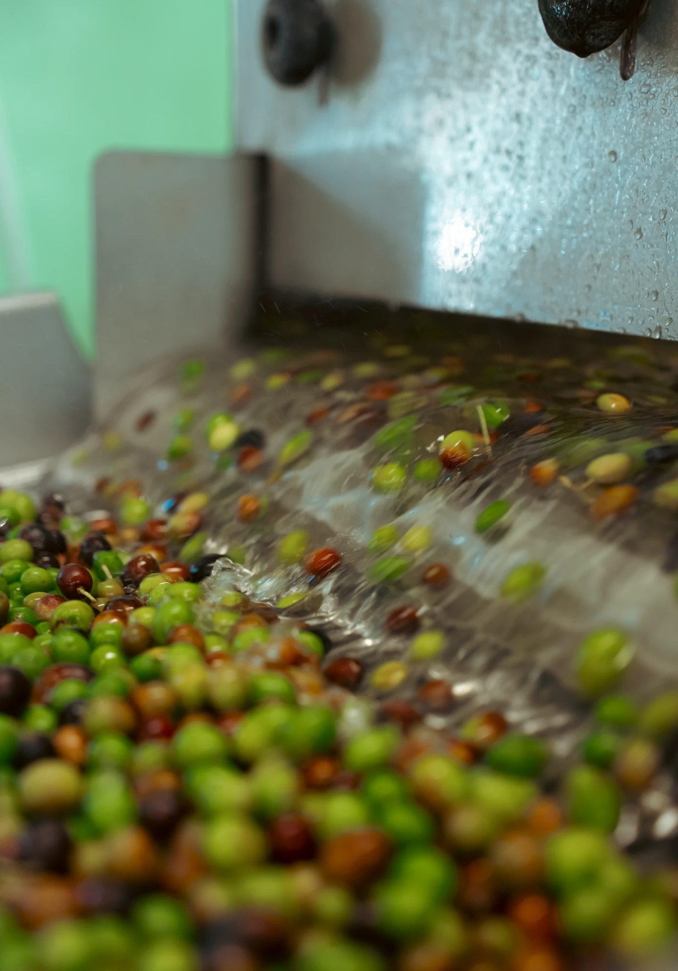 Macchinario per la defogliazione ed il lavaggio con spateli di ferro con all'interno olive Macchinario per la defogliazione ed il lavaggio con spateli di ferro con all'interno olive