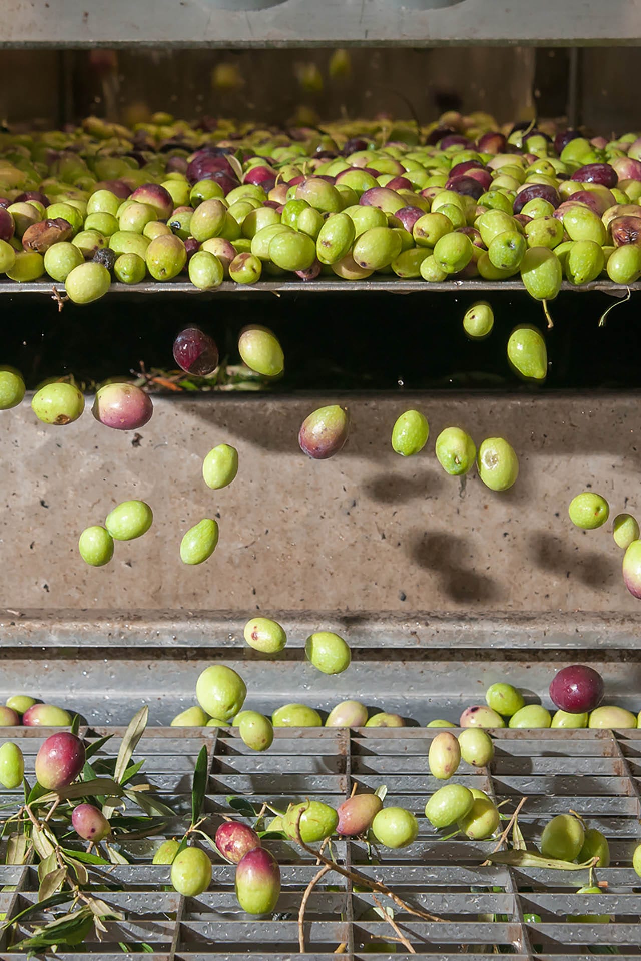 Macchinario per la defogliazione ed il lavaggio con spateli di ferro con all'interno olive Macchinario per la defogliazione ed il lavaggio con spateli di ferro con all'interno olive