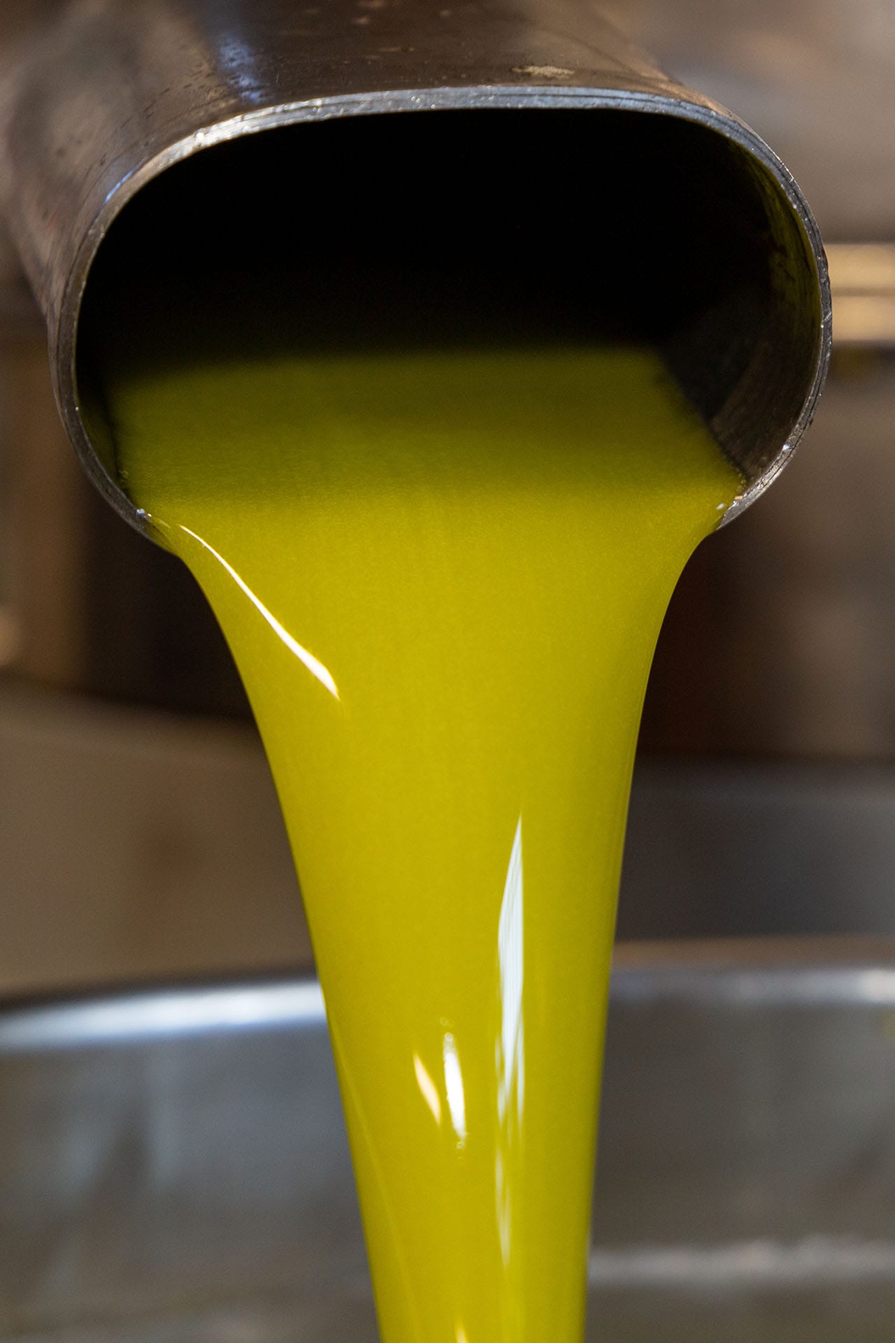 Estrazione dell'olio dalle olive che scende a cascata in una vasca con altre olive Estrazione dell'olio dalle olive che scende a cascata in una vasca con altre olive