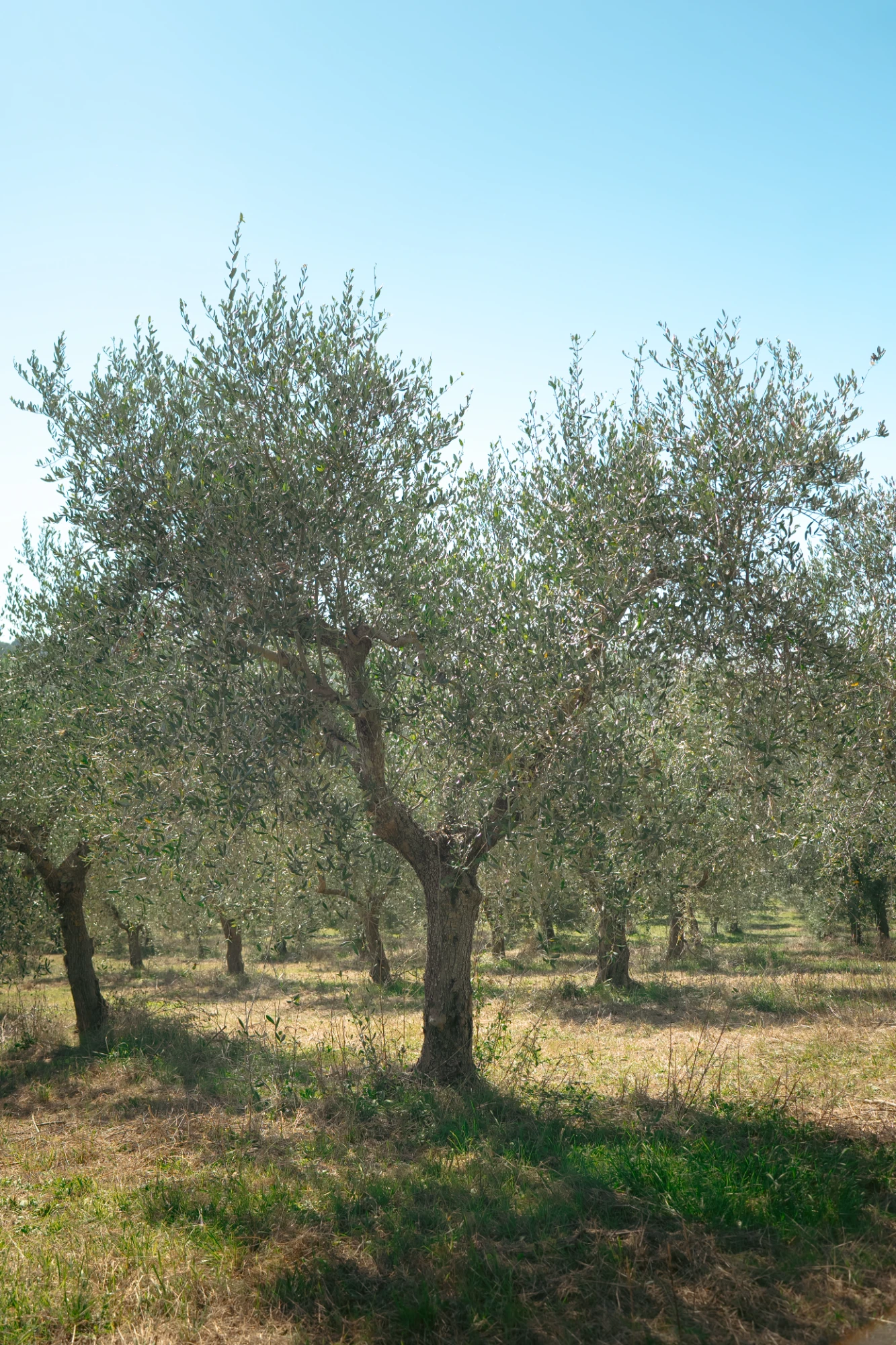 Immagin e che rappresenta una pianta di Olivo della cultivar Leccino. Immagin e che rappresenta una pianta di Olivo della cultivar Leccino.