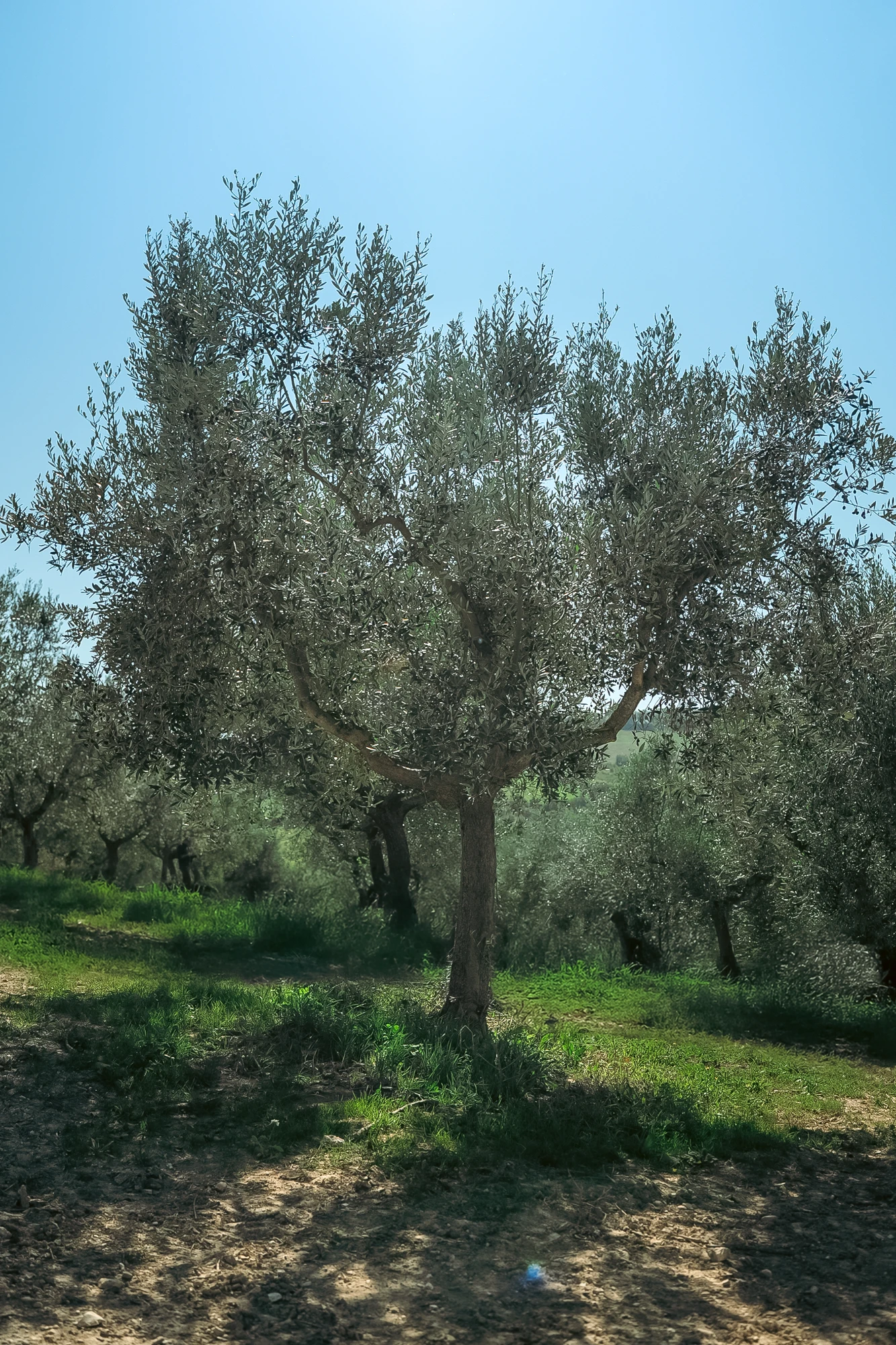 Piantone di olivo tipologia Moraiolo