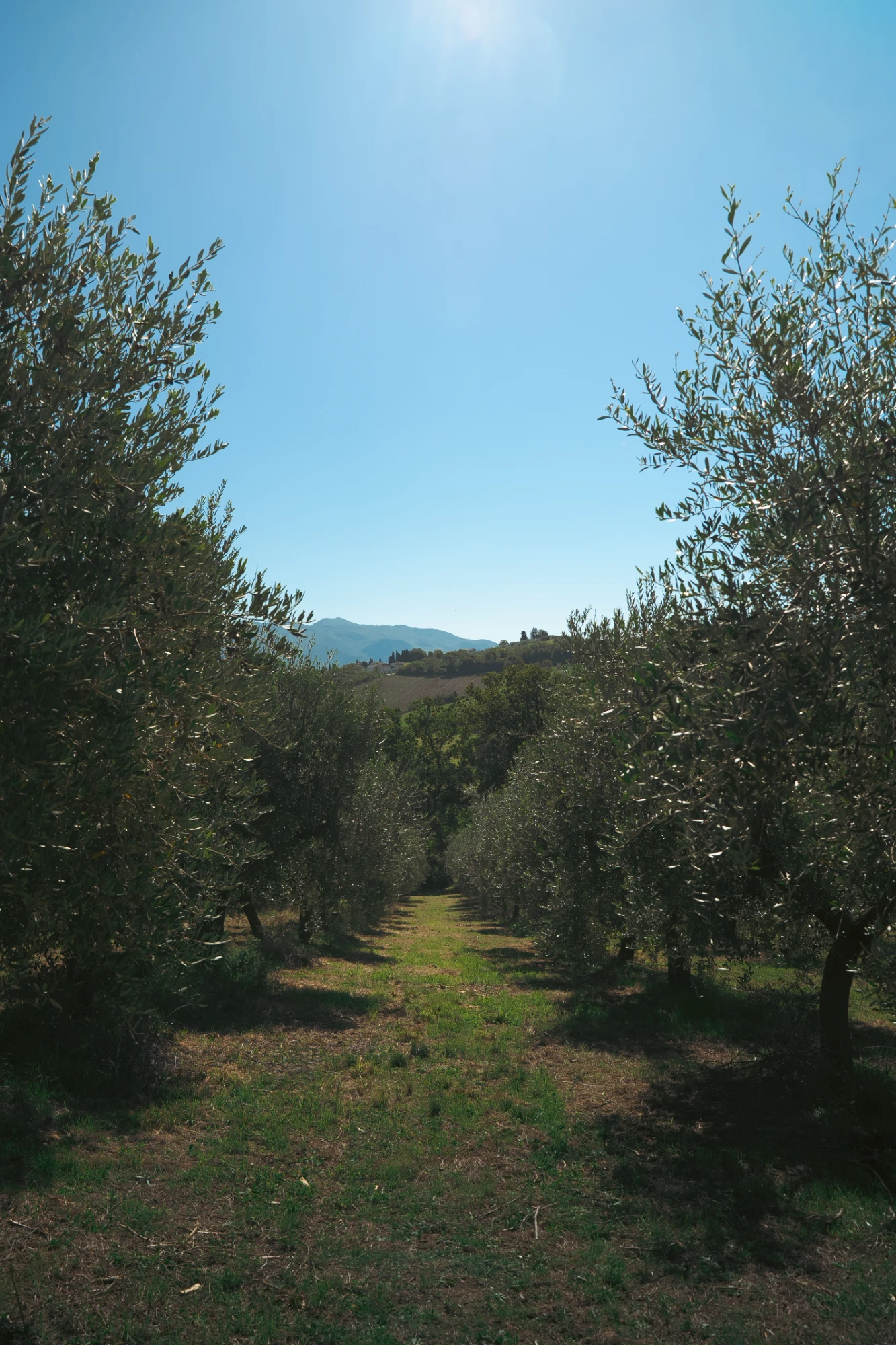 Immagine che rappresenta un campo di Olivi nei Colli Martani Immagine che rappresenta un campo di Olivi nei Colli Martani