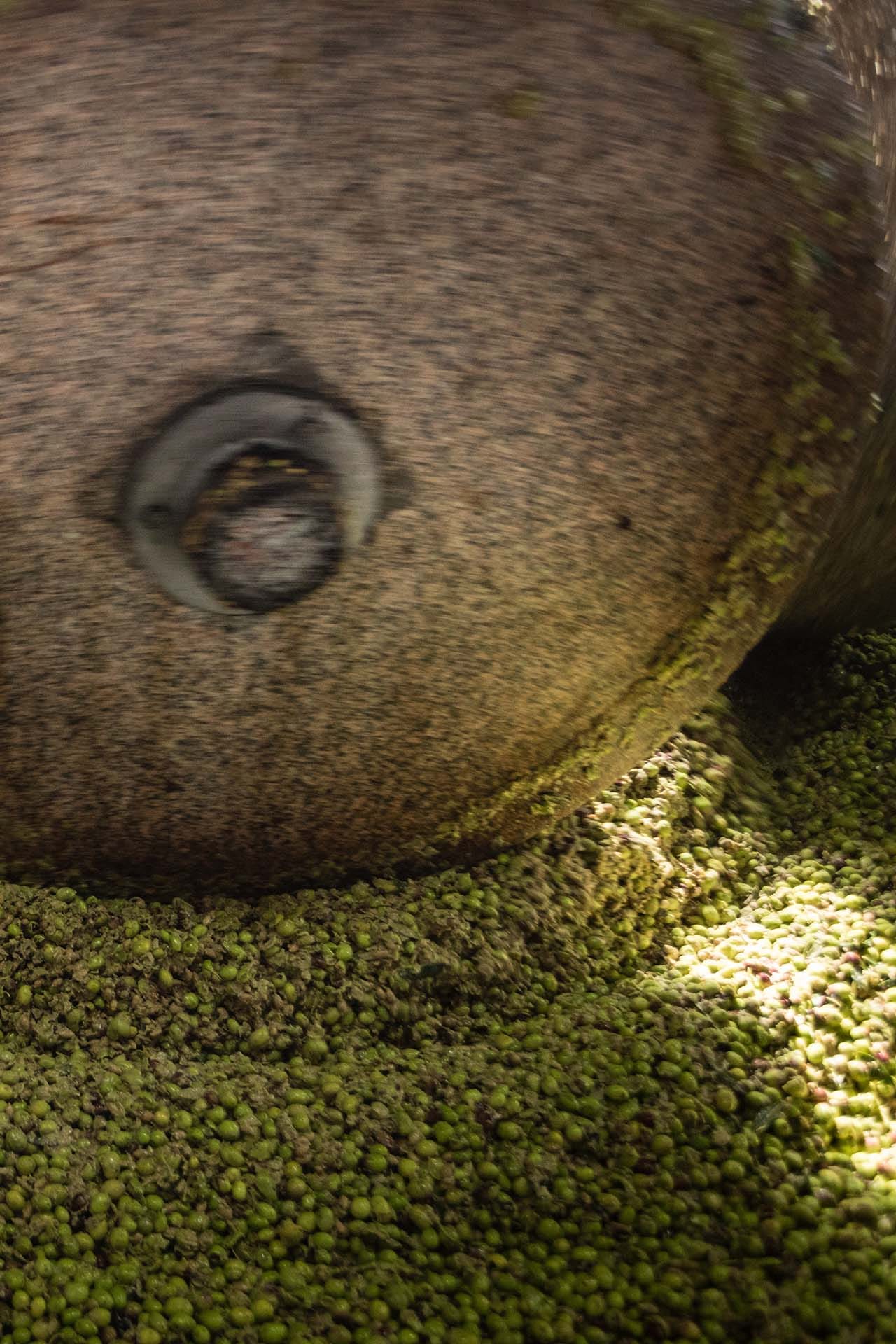 Foto della frangitura con della polpa di oliva che fuorisce da un torchio circolare Foto della frangitura con della polpa di oliva che fuorisce da un torchio circolare